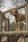 standing Rhodesian Ridgeback