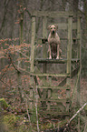 sitting Rhodesian Ridgeback