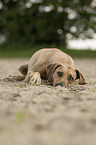 lying Rhodesian Ridgeback