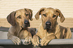 lying Rhodesian Ridgebacks