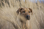 Rhodesian Ridgeback portrait