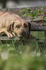 lying Rhodesian Ridgeback