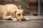 lying Rhodesian Ridgeback