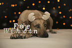 Rhodesian Ridgeback with Christmas decoration