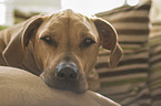 lying Rhodesian Ridgeback