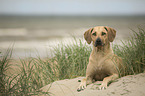 lying Rhodesian Ridgeback