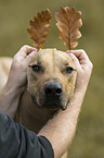Rhodesian Ridgeback with man