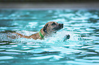 swimming Rhodesian Ridgeback