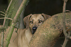 Rhodesian Ridgeback portrait