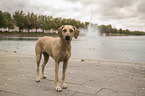 standig Rhodesian Ridgeback