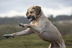 Rhodesian Ridgeback