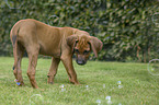 standing Rhodesian Ridgeback