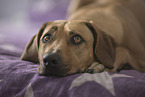 lying Rhodesian Ridgeback