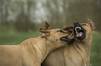 playing Rhodesian Ridgebacks