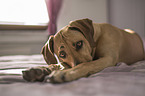 lying Rhodesian Ridgeback