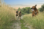 running Rhodesian Ridgebacks