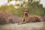 lying Rhodesian Ridgeback