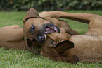 playing Rhodesian Ridgebacks