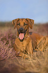 lying Rhodesian Ridgeback