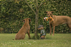 Rhodesian Ridgeback with young dog