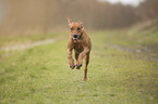 running Rhodesian Ridgeback