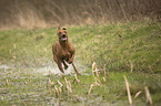 running Rhodesian Ridgeback