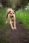 standing Rhodesian Ridgeback