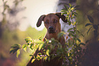Rhodesian Ridgeback portrait