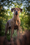 standing Rhodesian Ridgeback