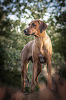 standing Rhodesian Ridgeback