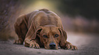 lying Rhodesian Ridgeback
