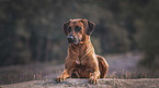 lying Rhodesian Ridgeback