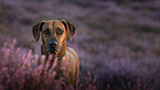 Rhodesian Ridgeback portrait