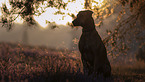 sitting Rhodesian Ridgeback