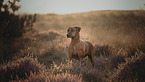 standing Rhodesian Ridgeback