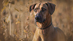 Rhodesian Ridgeback portrait