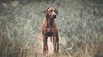 standing Rhodesian Ridgeback