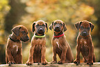 standing Rhodesian Ridgeback Puppies