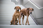 2 Rhodesian Ridgebacks