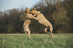 playing Rhodesian Ridgebacks