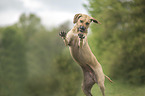 jumping Rhodesian Ridgeback