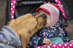 child with Rhodesian Ridgeback