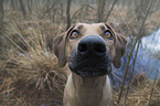Rhodesian Ridgeback portrait