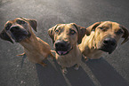 sitting Rhodesian Ridgebacks