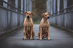 sitting Rhodesian Ridgebacks