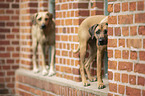 standing Rhodesian Ridgeback