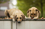 lying Rhodesian Ridgebacks