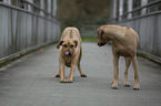 standing Rhodesian Ridgeback