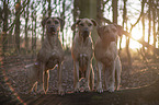 standing Rhodesian Ridgeback