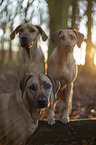 standing Rhodesian Ridgeback